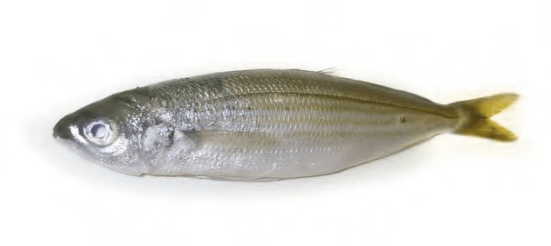 Salema