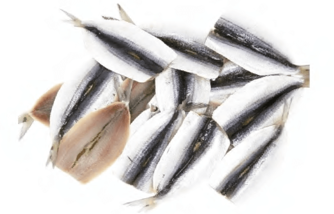 Sardine